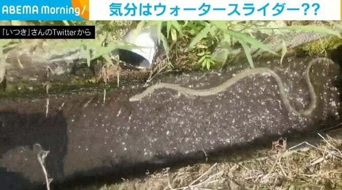 夏を満喫するアオダイショウ!? 勢いよく“ウォータースライダー”を滑っていく姿に「気持ち良さそうｗ」「涼んでますね！」と反響 1枚目