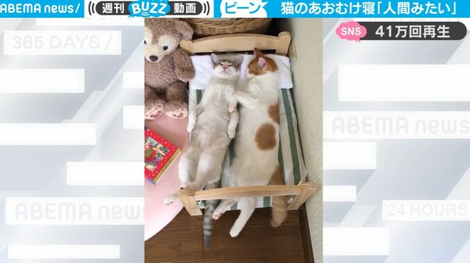 猫だということを忘れてた！人間のような姿で眠る2匹の猫が可愛すぎると話題 1枚目