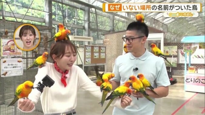 コガネメキシコインコたち