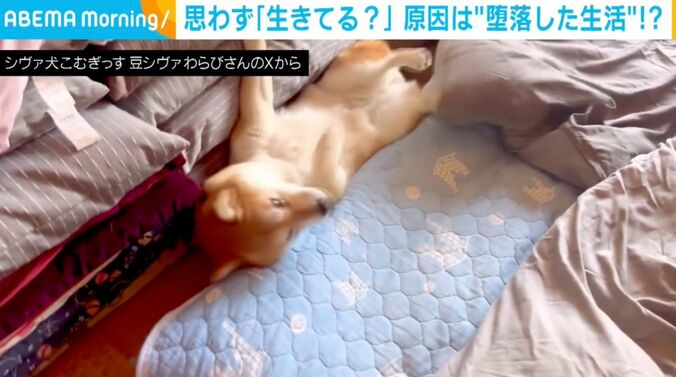 柴犬のわらびちゃん