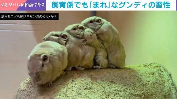 グンディが魅せた“奇跡の整列”