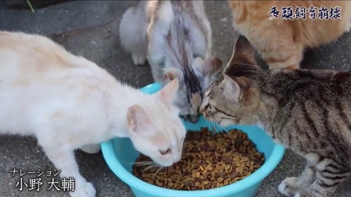 「2匹の猫が30匹に…」社会的孤立、高齢化、貧困問題が生む“多頭飼育崩壊”の現実