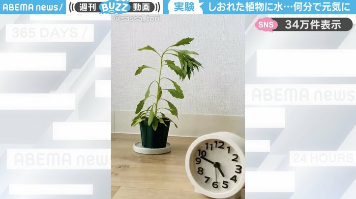 しおれた観葉植物