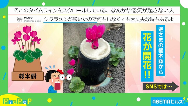 見事に開花したシクラメン