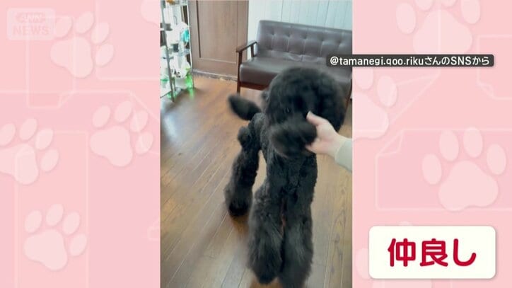 飼い主と仲良し