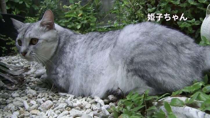 めんそーれニャン！  沖縄・石垣島の「美ら猫」たちにほっこり