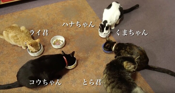 「お待ちしておりましたニャ」旅人を癒す伊豆のモフモフ猫たち