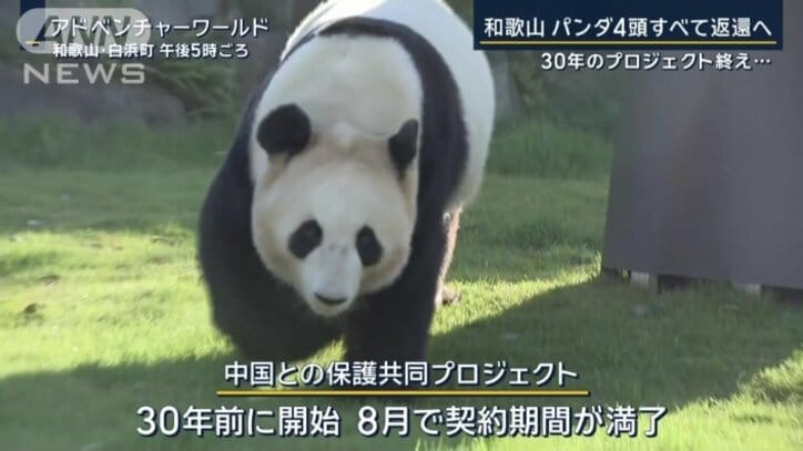 アドベンチャーワールドのパンダ