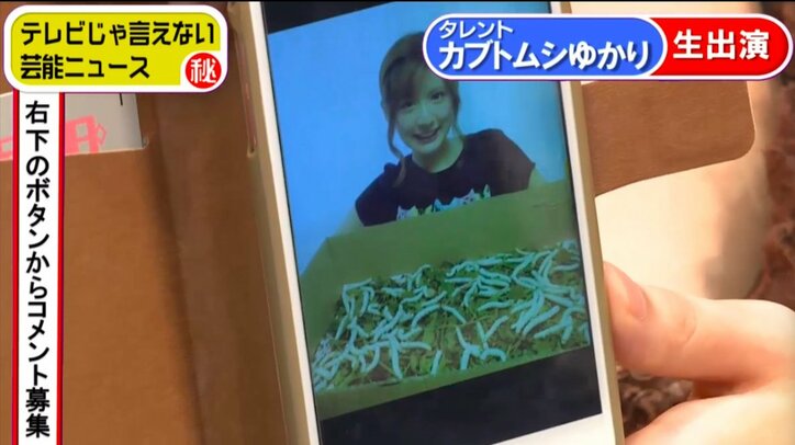 虫ドル・カブトムシゆかり、１匹3万円のゴキブリ飼育