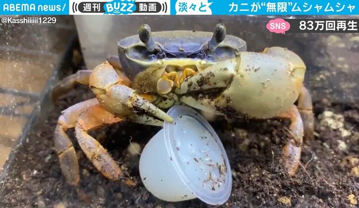 カニの食事が「ポテチつまみながら テレビ見ている人」とダブって“じわる”と話題