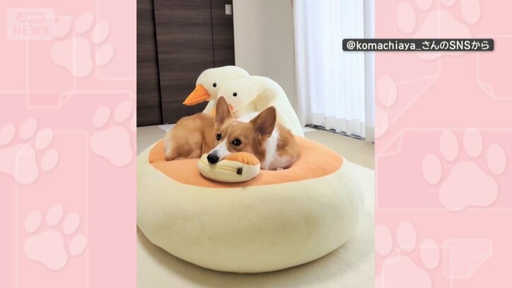 クッションでくつろぐ