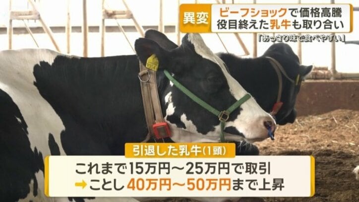 引退した乳牛も高騰