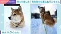 雪にテンション爆上がりの柴犬が…まさかの行動に「雪につかってる！」「可愛すぎでしょw」と反響続々
