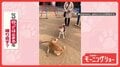 興奮グルグル…ピタッ！　冷静or情熱　回っては止まるを繰り返すワンちゃん　なぜ？