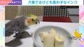 インコに“おやつのバナナ”をあげるも…まさかの行動に「根っからのアーティストなんですね」「風鈴みたいだ！」「喜びの舞」など反響