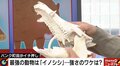 「イノシシなめてた」とネットで反響、パンク町田氏が選ぶ「鬼が島に連れて行きたい」動物の“マニアックすぎる”選抜理由