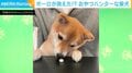 ボーロが消えた!?柴犬の“電光石火の動き”に「イリュージョン!」「恐ろしく早い食事」など反響続々