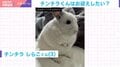 超特急ダッシュ！階段を駆け上がり“お迎え”に来てくれるチンチラに「何この可愛い生き物」と大反響