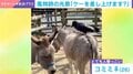 ロバの毛を“いただく”カラス…ロバはまさかの無抵抗!? 巣作りと毛替わりが奇跡的にマッチした“衝撃的な風物詩”が話題に