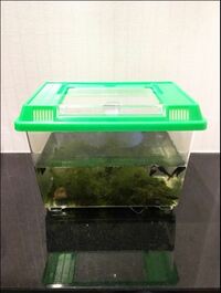 友利新の息子　オタマジャクシ、タニシを飼い始める