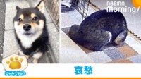 【映像】寂しそうにお留守番する豆柴