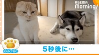 【映像】 “5秒後”に可愛すぎる行動をする猫と犬