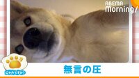【映像】絶対に二度寝できない… 午前3時ごろから飼い主に無言の圧をかける柴犬