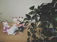 丸山桂里奈『おはようございます〜』