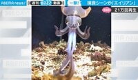 【映像】釣り上げたイカの衝撃的な捕食シーン