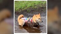 「あーあ…」柴犬が泥まみれ【SNS 209万回再生】