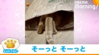 【映像】慎重に慎重に… 袋の中に入っていく猫の“謎行動”