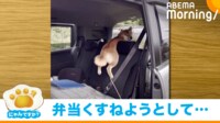 【映像】後部座席シートに挟まった柴犬(前後からの構図)