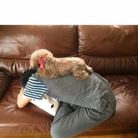 堀ちえみ『届きましたよ』