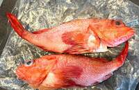 藤あや子『嬉しいお届けもの』