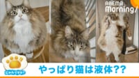 【映像】“変幻自在”な猫の普段の姿
