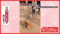 興奮グルグル…ピタッ！　冷静or情熱　回っては止まるを繰り返すワンちゃん　なぜ？
