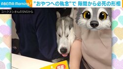 執念強めなシベリアンハスキー “必死の形相”で隙間から顔をねじ込ませる姿に「おやつがほしい精神が伝わってきます」と話題