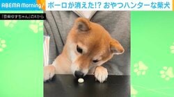 ボーロが消えた！？柴犬の“電光石火の動き”に「イリュージョン！」「恐ろしく早い食事」など反響続々