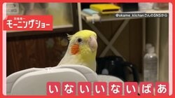 「いないいないばあ！」　ヒョイと顔を出すオカメインコさん　遊んでいるのかな？