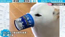 「コードレス糸電話にしか見えない…」カップに鼻を“ズボッ”！ 大好物を頬張る器用な柴犬