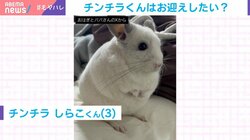 超特急ダッシュ！階段を駆け上がり“お迎え”に来てくれるチンチラに「何この可愛い生き物」と大反響