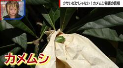 「カメムシ」に頭を抱える果樹園… 大量発生の真相とやってはいけない対処法を専門家が解説