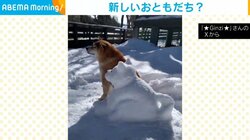 「これはなんだろう？」柴犬が雪の中で“そっくりな友達”と並ぶ姿が話題