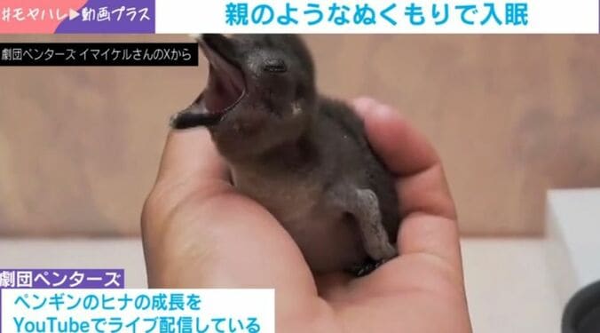 ペンギンの加藤くん