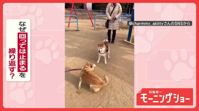 興奮グルグル…ピタッ！　冷静or情熱　回っては止まるを繰り返すワンちゃん　なぜ？ 1枚目