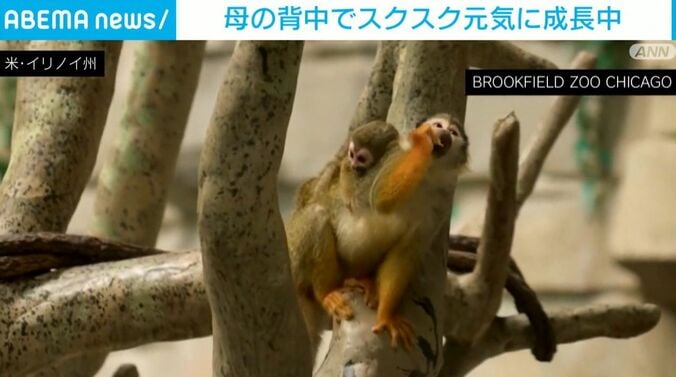 リスザルの親子