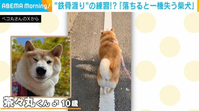 柴犬の茶々丸くん