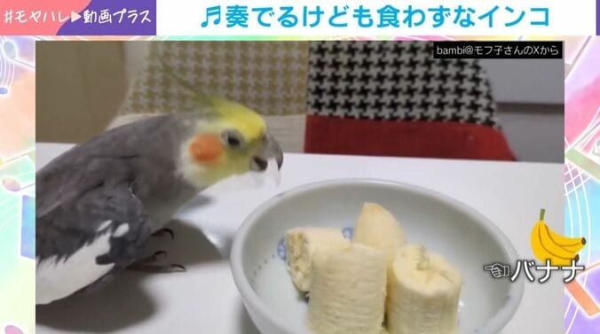 オカメインコ「ムギ」くん