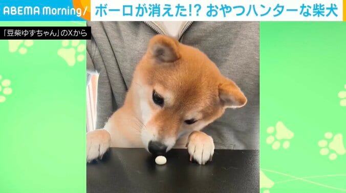 柴犬のゆずちゃん