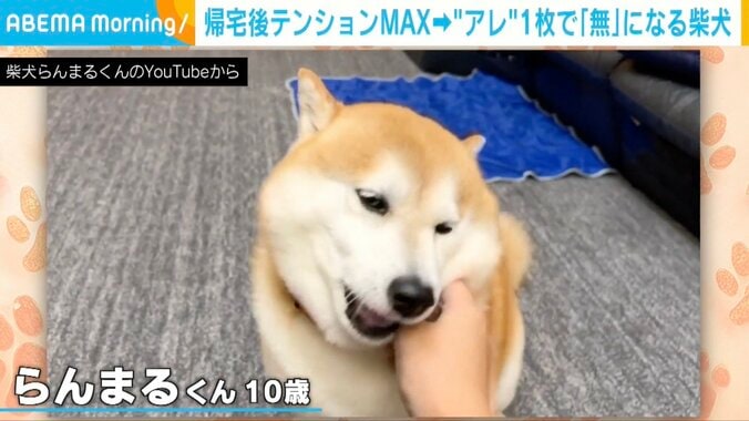 柴犬の「らんまる」くん